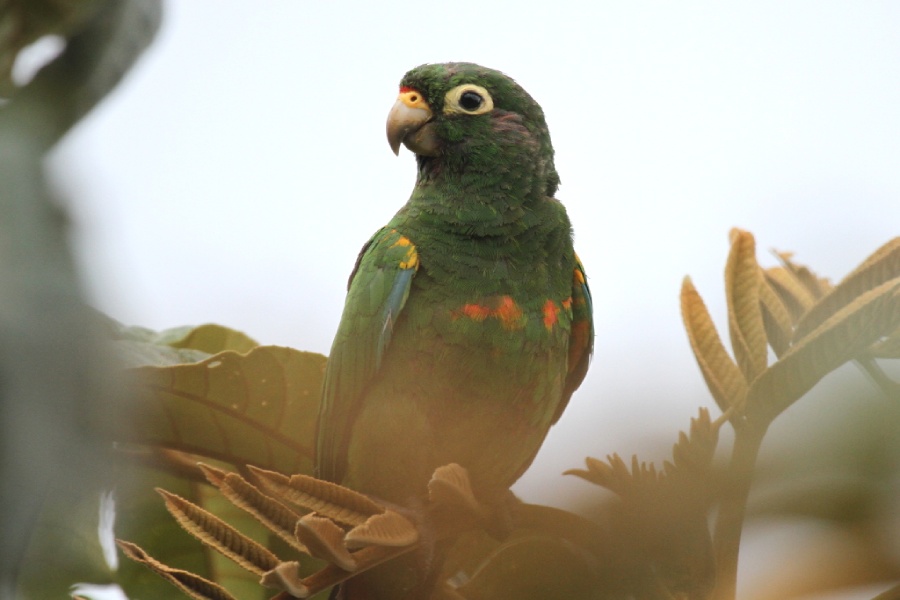 Ave endémica de la región de Santa Marta, Colombia. Periquito